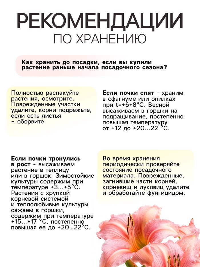 Лилейник Pink Vision, многолетник, корневище в пакете с торфогрунтом, р-р I, 1 шт.