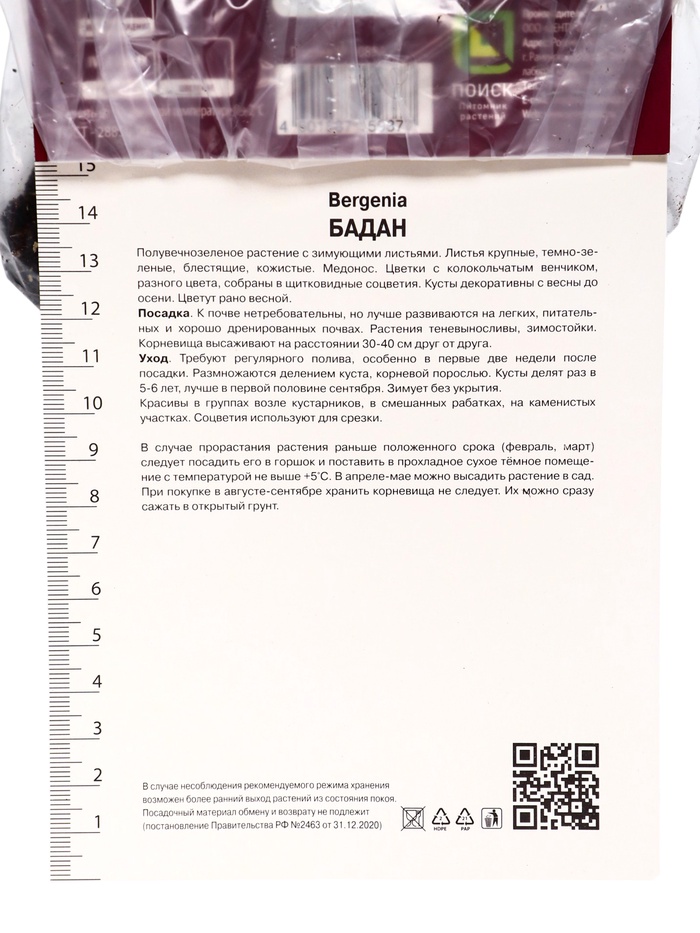 Бадан гибридный «Брессингем Вайт», корневище в пакете с торфогрунтом, р-р I, 1 шт.