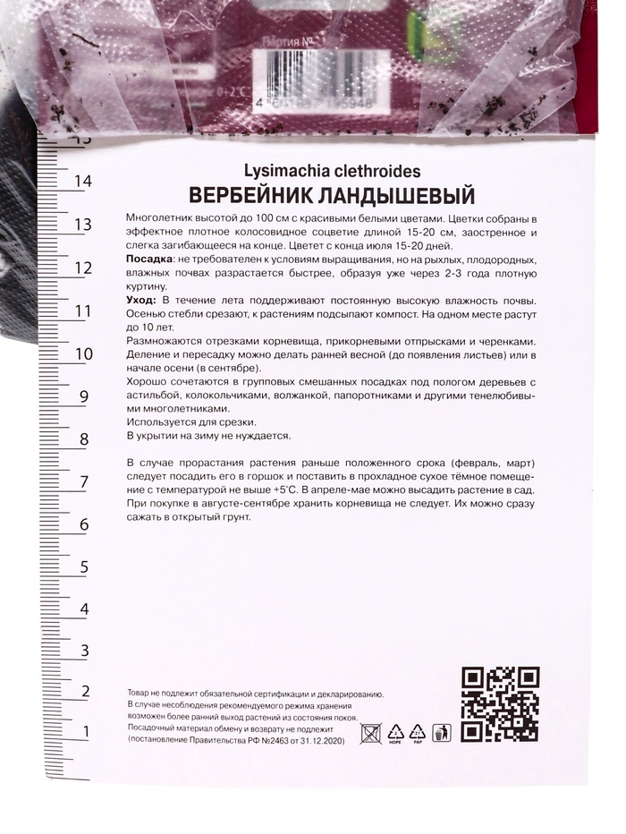 Вербейник ландышевый, р-р I, 1 шт, Осень 2025