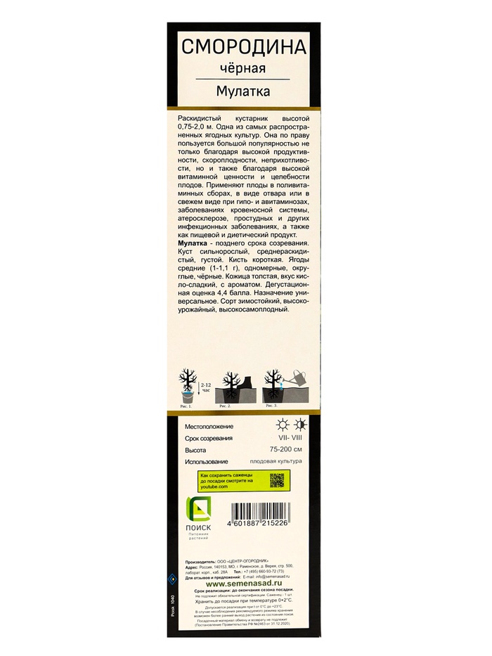 Смородина черная «Мулатка », перспективные сорта, саженец, плодовый, 1 шт., туба