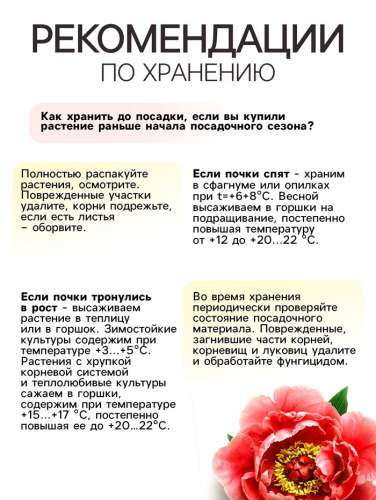Пион Alexander Fleming, корневище в пакете с торфогрунтом, р-р 3/5, 1 шт.