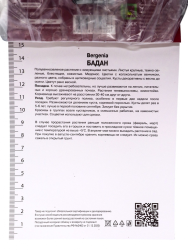Бадан сердцелистный, р-р I, 1 шт, Осень 2025