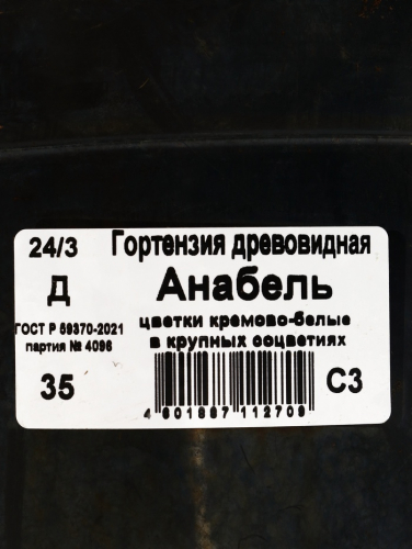 Саженец Гортензия древовидная Анабель, С3 горшок, Н10-50 высота, 1 шт.