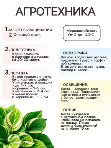 Хоста «Рейнфорест Санрайз», корневище в пакете с торфогрунтом, р-р I, 1 шт.