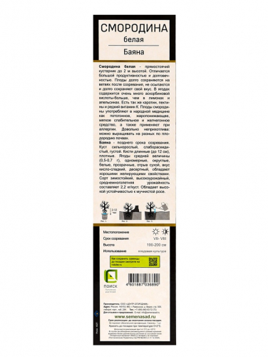 Смородина белая «Баяна», саженец, туба, 1 шт.