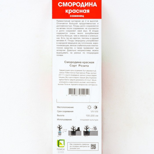 Смородина красная традиционные сорта «Розита» 1 шт., туба