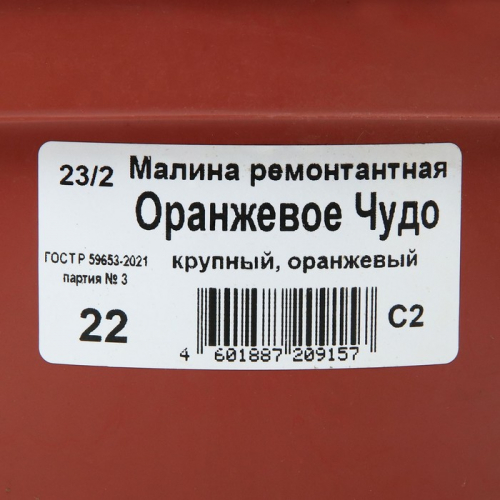 Саженец Малина ремонтантные сорта Оранжевое Чудо, С2 горшок, Н20-40 высота, 1 шт., Лето 2025