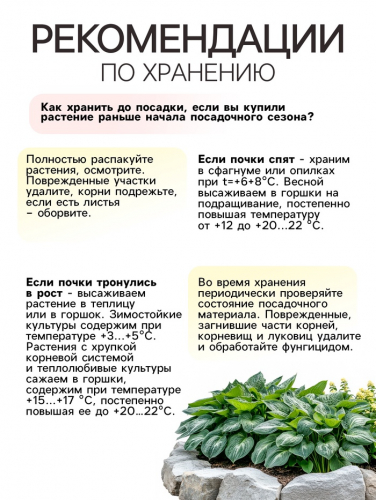 Хоста Marmalade on Toast, корневище в пакете с торфогрунтом, р-р I, размер M,1 шт.