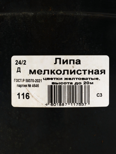 Саженец Липа мелколистная, С3 горшок, Н60-90 высота, 1 шт.