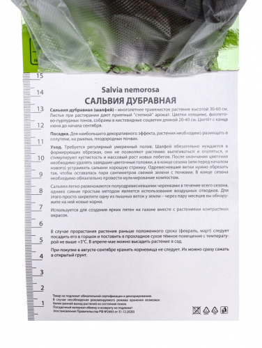 Сальвия дубравная (Шалфей) Шнеехёгль, р-р I, 1 шт, Осень 2025