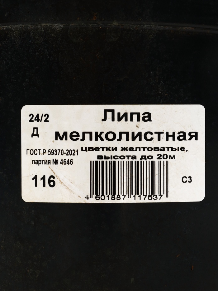 Саженец Липа мелколистная, С3 горшок, Н60-90 высота, 1 шт.