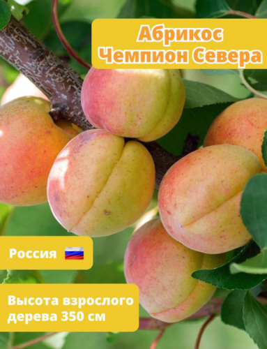 Абрикос Чемпион севера четырехлетка