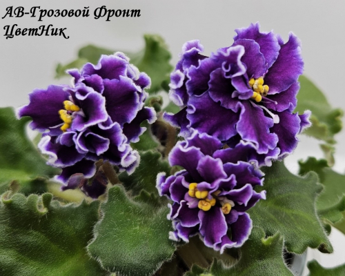 Фиалка АВ-Грозовой Фронт спорт