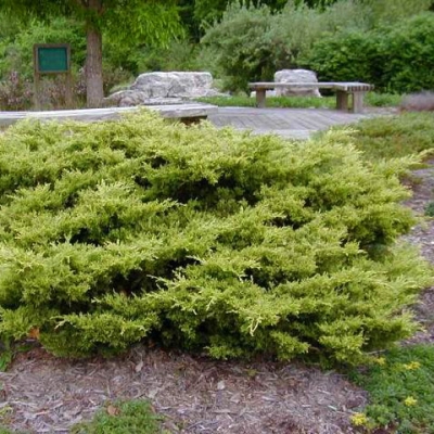 Можжевельник Голд Коаст,Р9,Н15+с