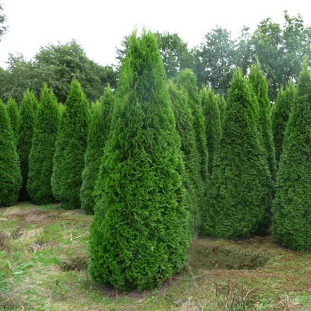 Туя Смарагд, С3л, Н50-60+см