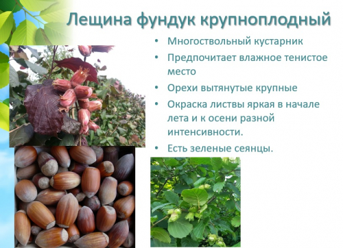 Лещина Фундук крупноплодный