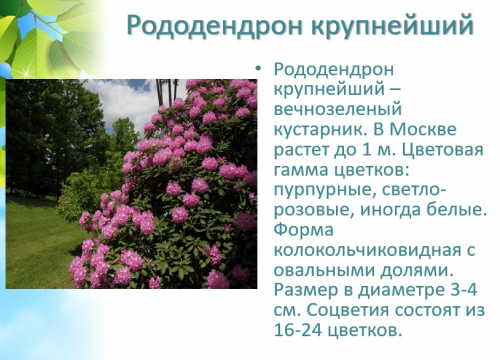 Р.крупнейший