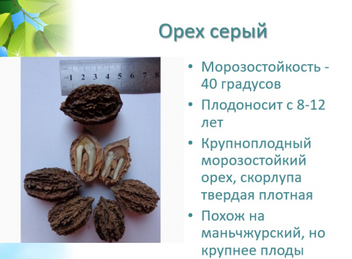 орех серый