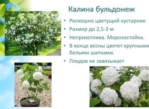 Калина Бульдонеж декоративная