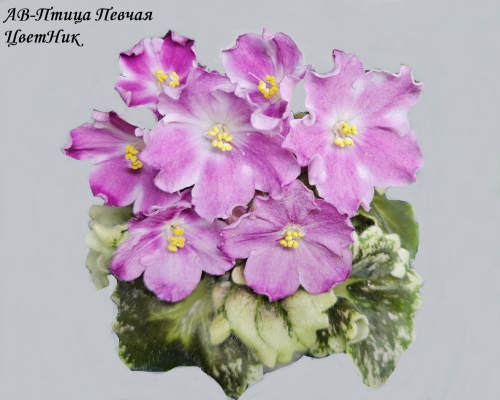 Фиалка АВ-Птица Певчая