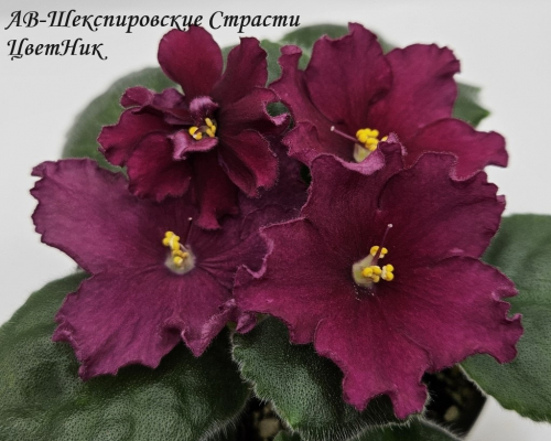 Фиалка АВ-Шекспировские Страсти