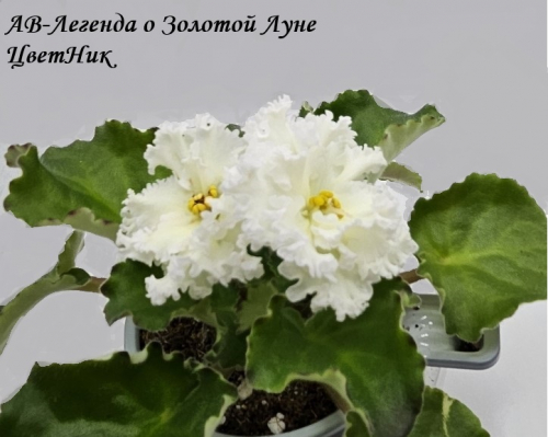 Фиалка АВ-Легенда о Золотой Луне