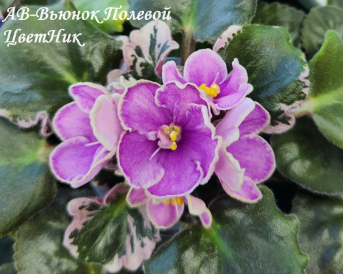 Фиалка АВ-Вьюнок Полевой