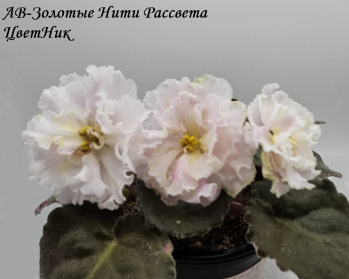 Фиалка АВ-Золотые Нити Рассвета