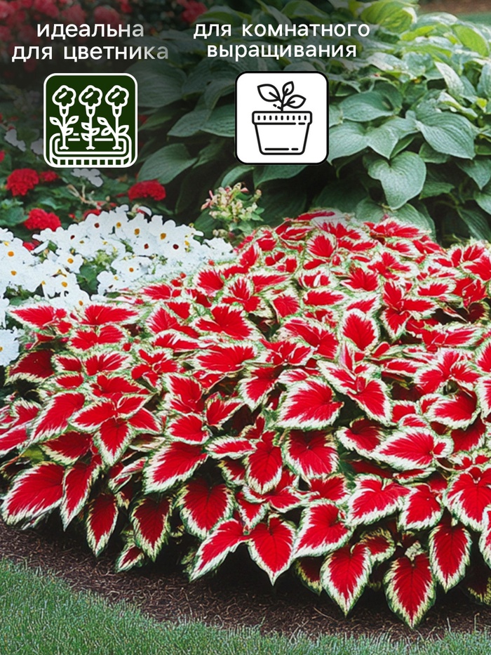 Семена цветов Колеус