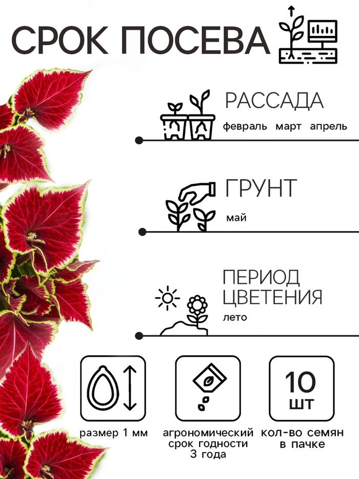 Семена цветов Колеус