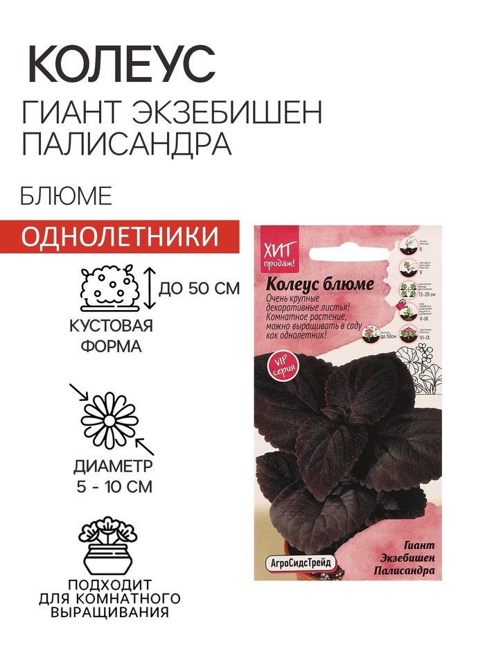 Семена цветов Колеус блюме