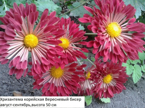 Хризантема Вересневый бисер