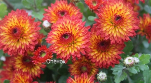 Хризантема Опенок