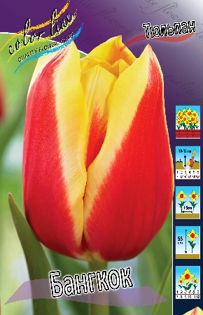Тюльпан яп гроот фото и описание