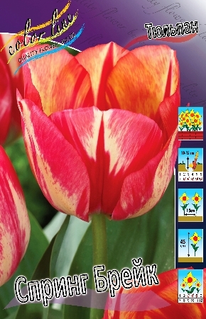 Тюльпаны Стрипед Флаг Фото