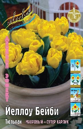 Тюльпан Йеллоу Бейби (В упаковке 8 шт.)
