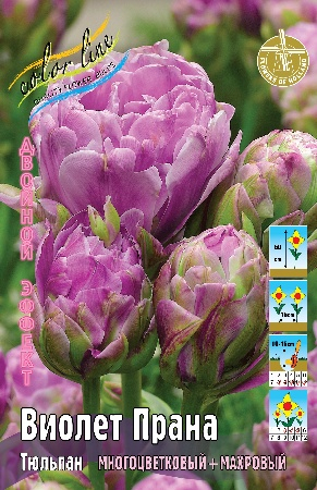 Тюльпан Виолет Прана (В упаковке 8 шт.)