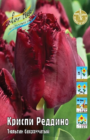 Тюльпан Криспи Реддино (В упаковке 8 шт.)