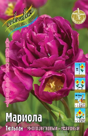 Тюльпан Мариола (В упаковке 8 шт.)