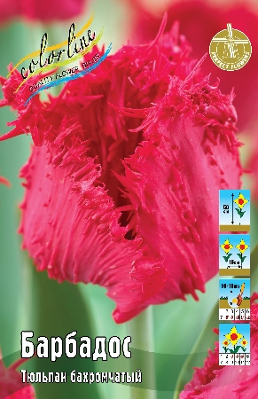 Тюльпан Барбадос (В упаковке 7 шт.)