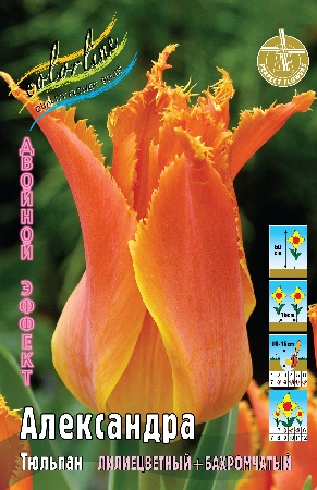 Тюльпан Александра (В упаковке 8 шт.)