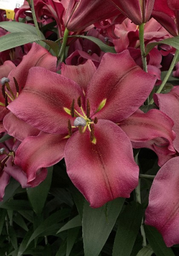 ЛИЛИЯ ПАЛАЦЦО (В упаковке 5 шт.). Colorline