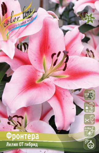 ЛИЛИЯ ФРОНТЕРА (В упаковке 5 шт.). Colorline