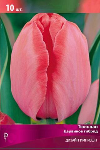 Тюльпан оллиулес фото и описание дарвинов гибрид