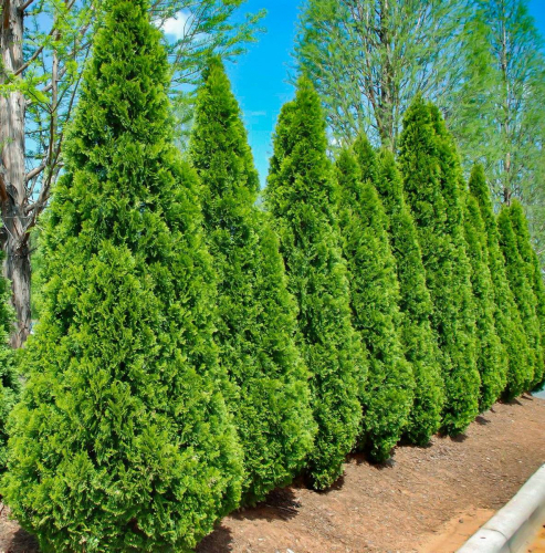 Thuja occ. Smaragd 140-160 C20/C26