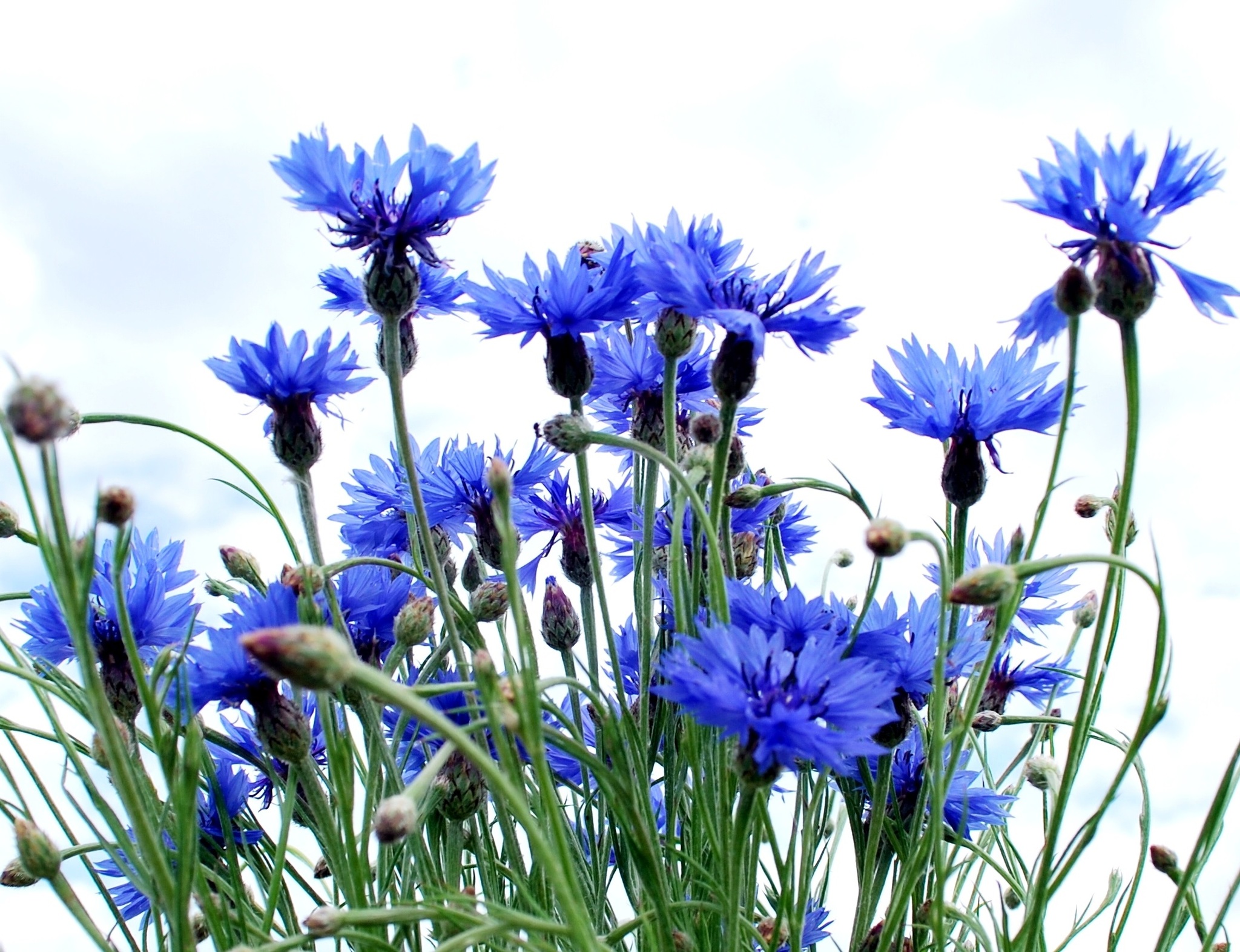 Василек синий (Centaurea cyanus)