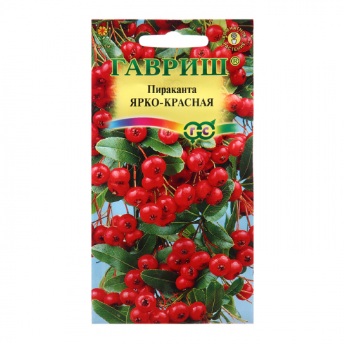 Семена Пираканта 