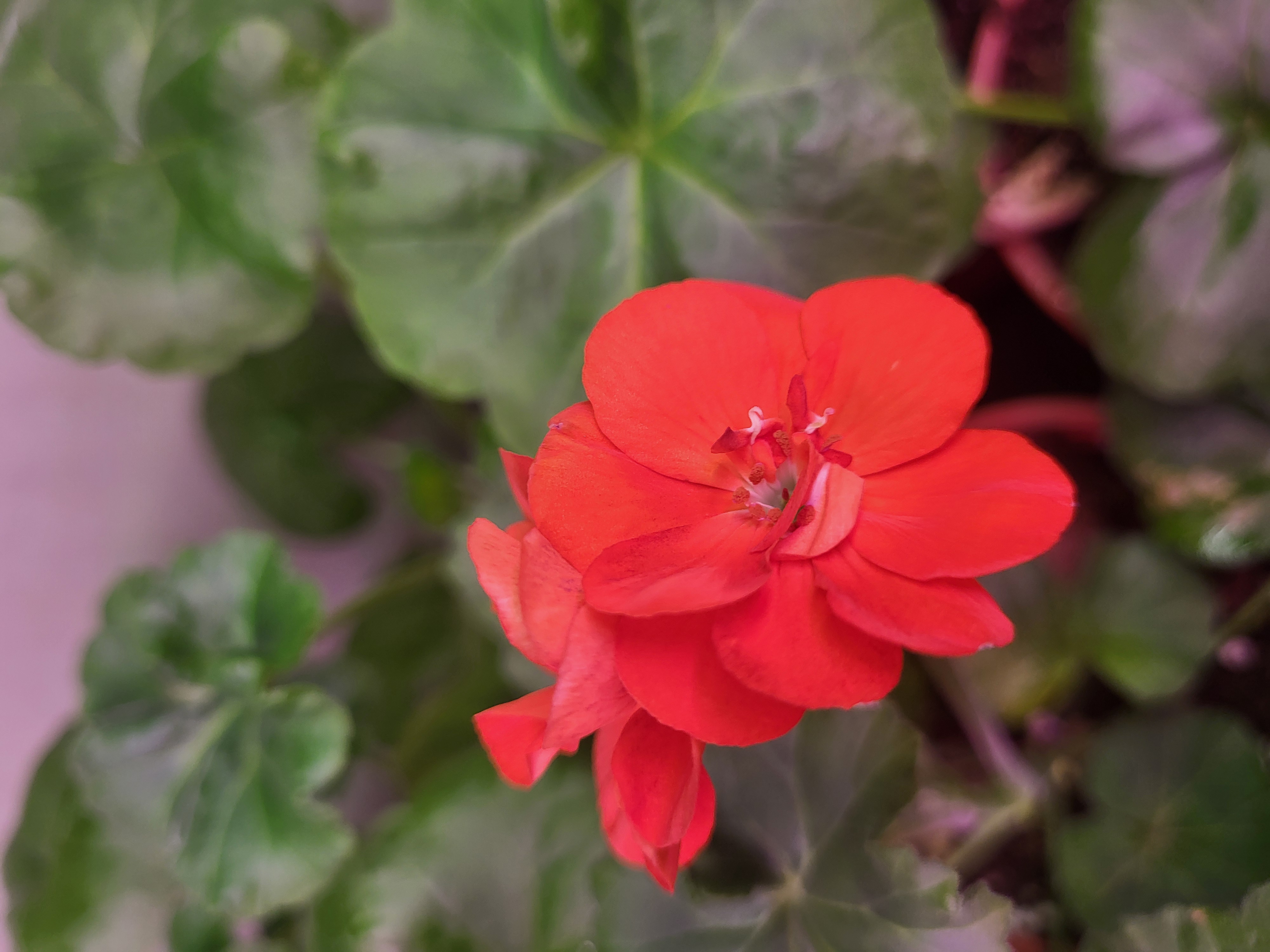 Пеларгония ярко оранжевая