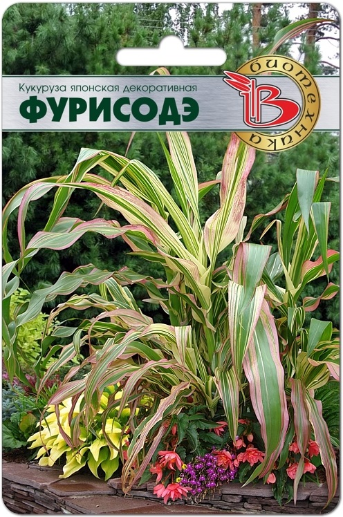 Кукуруза японская декоративная Фурисодэ