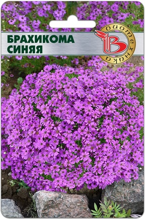 Брахикома Синяя